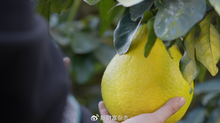 ▲梅州柚子由“论斤贱卖”升级为“按个精品”。（李孟麟 摄）
