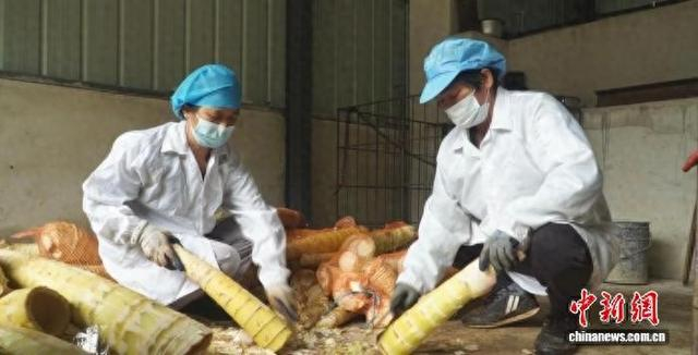 图为村民们采挖春笋。 和平县融媒体中心 供图