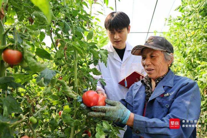 △山东农业大学研究生与村民一同察看番茄长势。