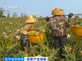 “菠萝的海”丰收了 全国三分之一的菠萝来自这里