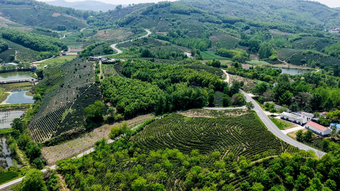 俯瞰南谯区茶叶主产区。南谯区委宣传部供图