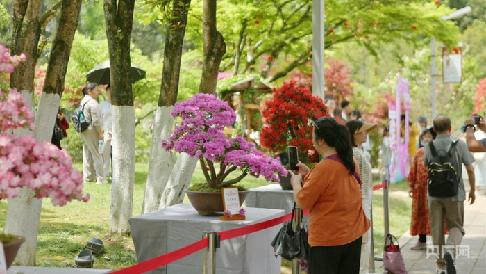 井冈山杜鹃花节展区，游客打卡盛放的杜鹃盆景（央广网见习记者  尹博  摄）