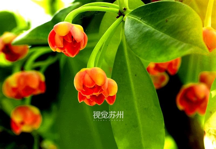 苏州太湖三山岛，当地村民栽种的珍稀花木孩儿莲迎来盛花期。秦伟根 摄