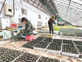 寒地香瓜新品种启动小面积示范试种