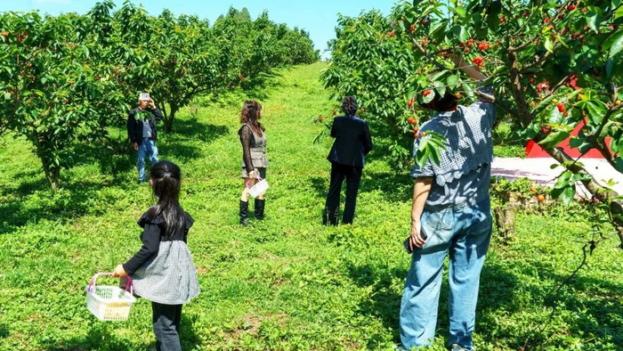 采摘游成为乐山春天周末“风景线”。受访者供图