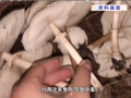 广东一家11口，吃了2斤进山采的“毒王”后中毒，7人进重症，医生提醒