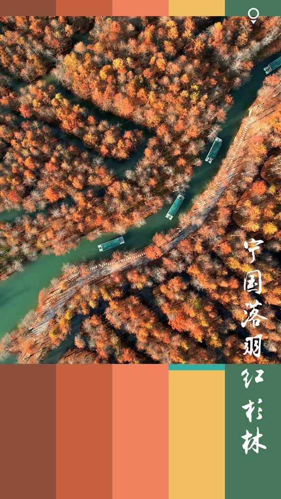 图为宁国落羽红杉林航拍。新华社记者 黄博涵 摄