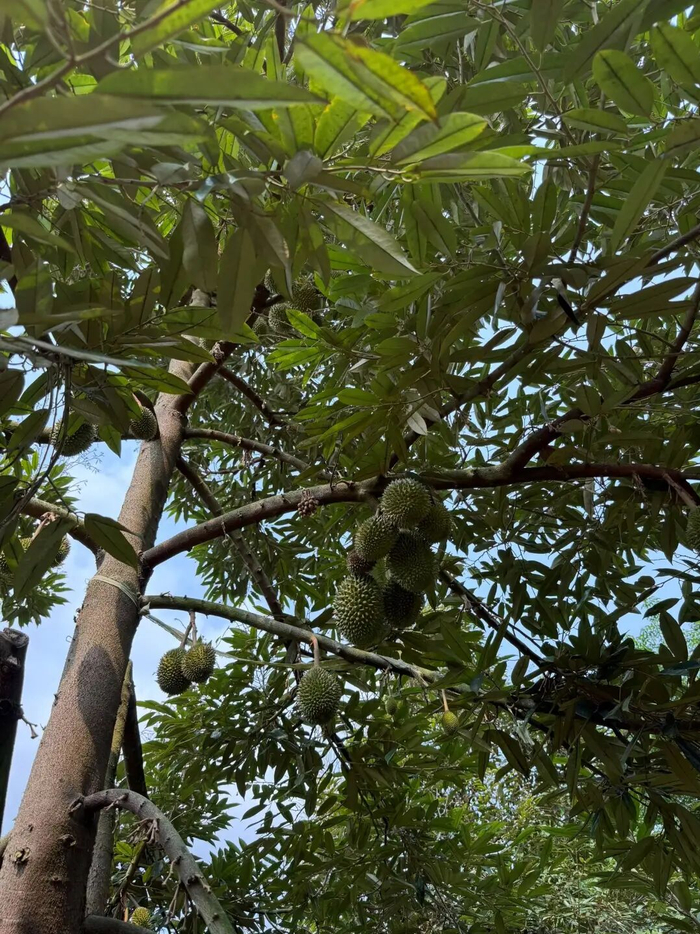 海南榴莲挂果/受访者供图
