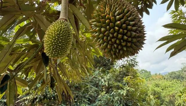 成长中的海南榴莲/受访者供图