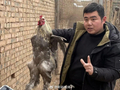 邯郸小伙自养婆罗门鸡！并把它们卖到了百万元！