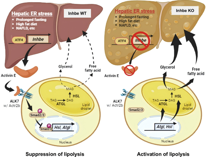 Activin Inhbe 新品首发!Human及Mouse Activin E重组蛋白,解锁减重研究新可能|肝脏|减脂|脂肪|通路|药物_新浪新闻