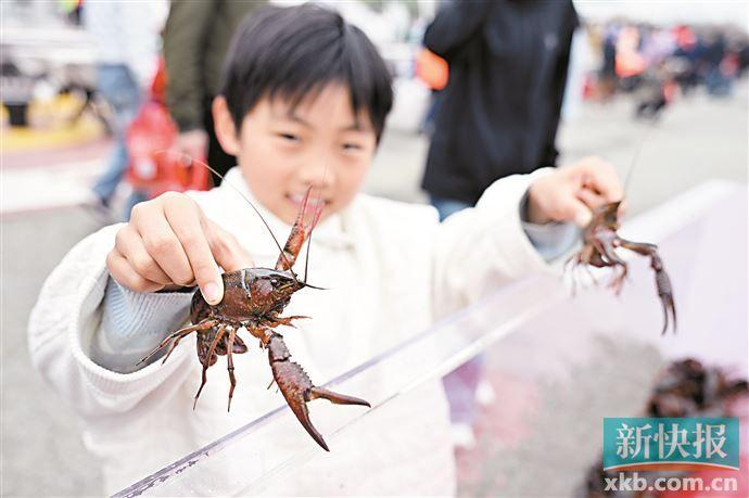 ■捕小龙虾。 新华社发