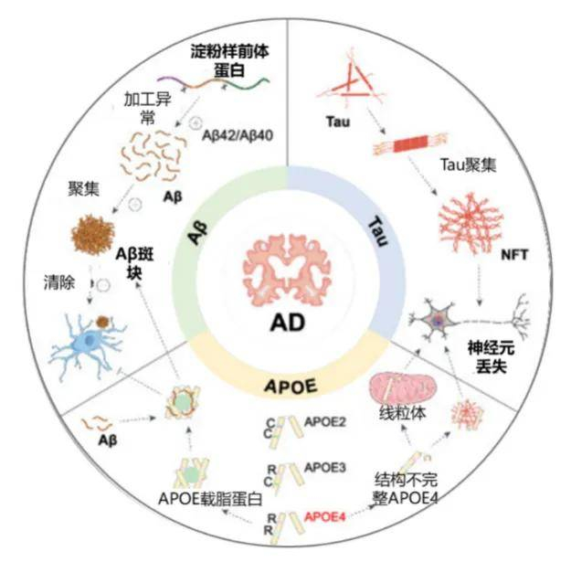 图 1:AD 核心病理机制和遗传风险基因 [2]