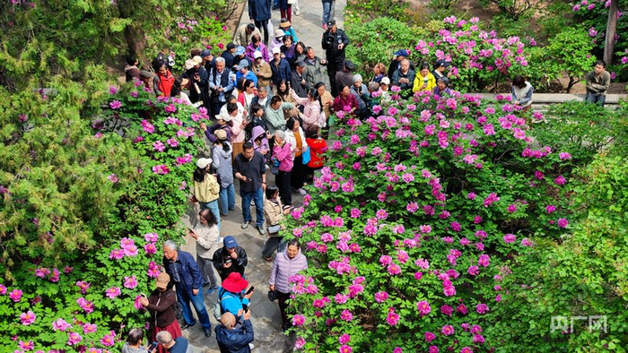 众多游人前来赏花观景、打卡留念（央广网记者  温雅慧  摄）