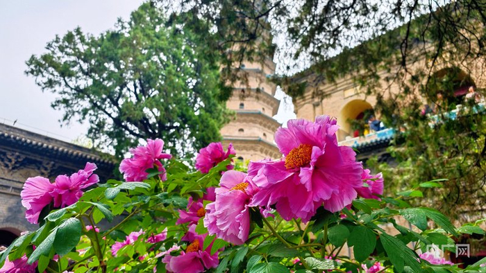 牡丹“紫霞仙”花朵硕大如盘，花瓣肥厚（央广网记者  温雅慧  摄）