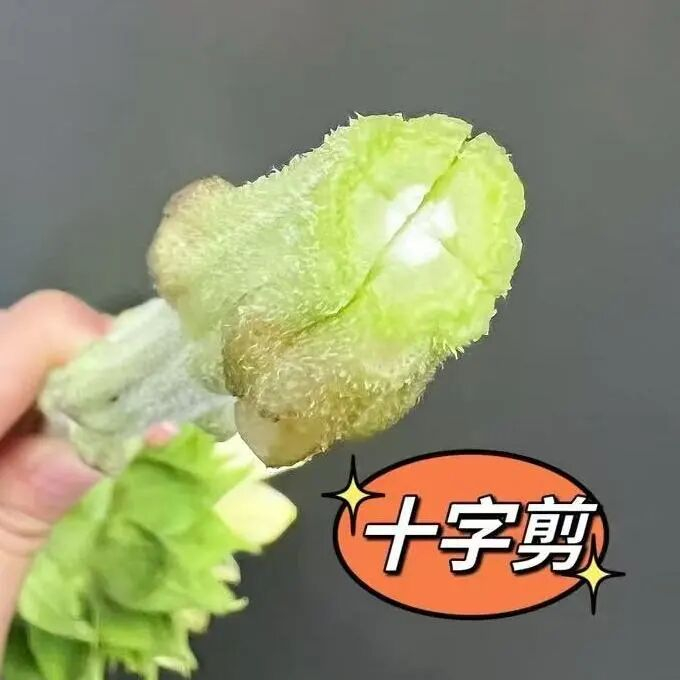 图源：新崽的花花世界@小红书