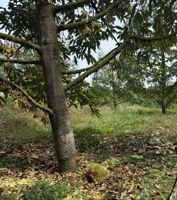 海南榴莲自然成熟掉落/受访者供图
