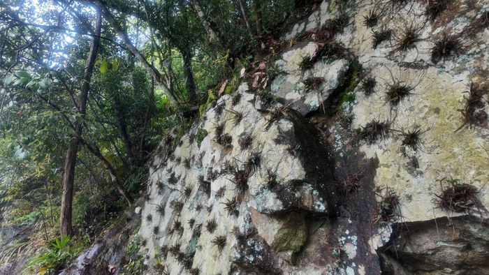   仿野生种植的铁皮石斛坚韧扎根在崖壁上（光明图片/张佳兴 摄）