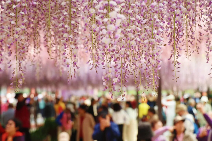 玉渊潭公园紫藤如梦似幻