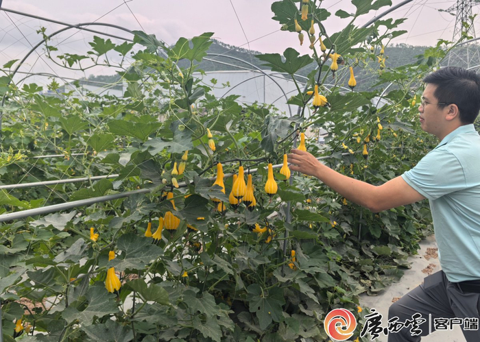 在平陆运河马道枢纽土石方抬填造地种植示范基地，新品种观赏南瓜惹人爱。广西云-广西日报记者 庾琳 摄