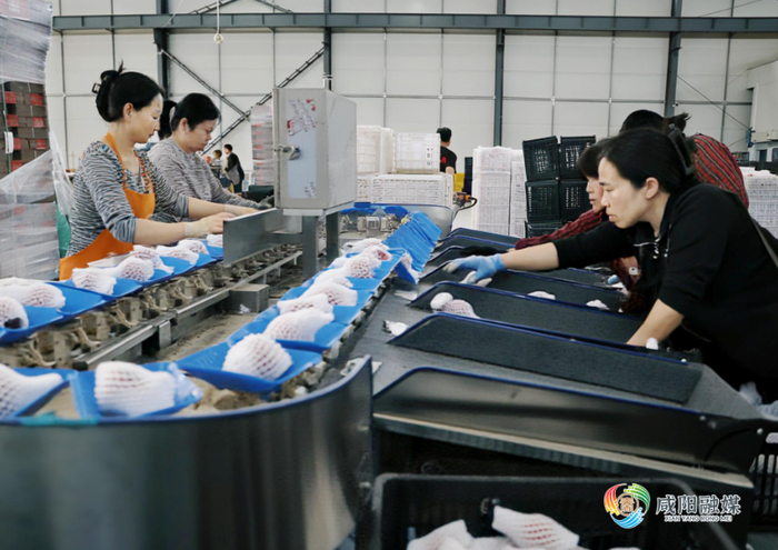 陕西泾云新丝路农产品销售有限公司，工人正在分拣西红柿。咸阳融媒全媒体记者 王晓田 摄