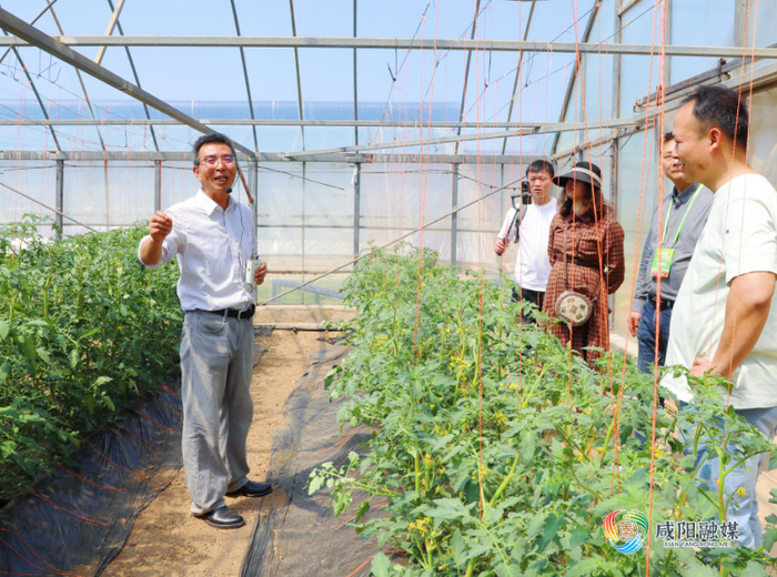 西北农林科技大学泾阳蔬菜试验示范站大棚内，农技人员正在向客商介绍西红柿种植情况。咸阳融媒全媒体记者 王晓田 摄