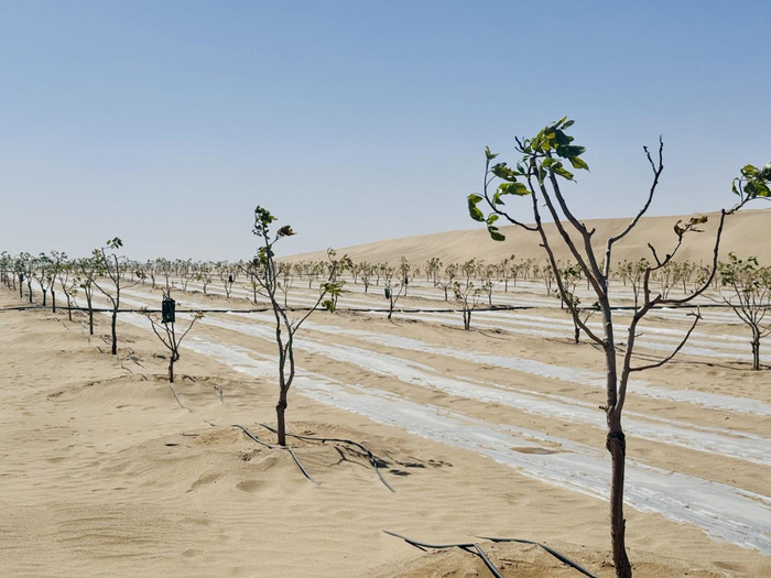 洛浦县农业园区内，新栽植的开心果嫁接苗长势良好。曹楠摄