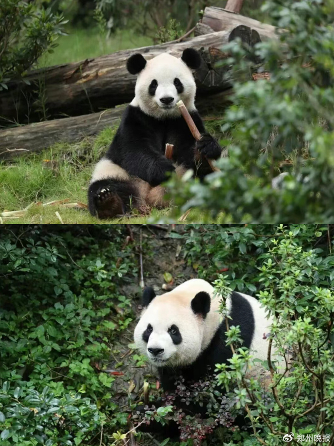 ▲上图为“福双”，下图为“平平”