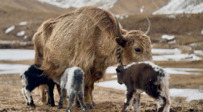 图为比如县亚贡母牦牛与其产下的三胞胎牛崽。