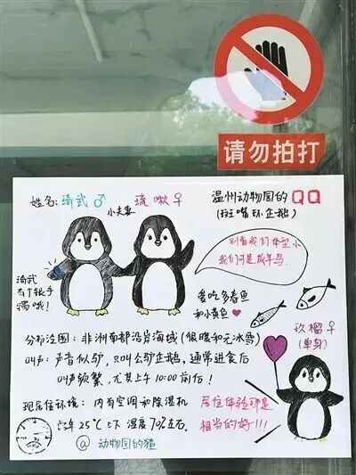 斑嘴环企鹅手绘科普牌