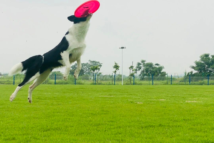 *图源自酷贝e族宠物文化基地微信公众号