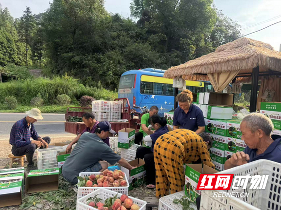 当地村民在果园帮工装箱新采摘的桃子。