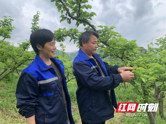 黄桥林夫妇在果园查看果树长势。