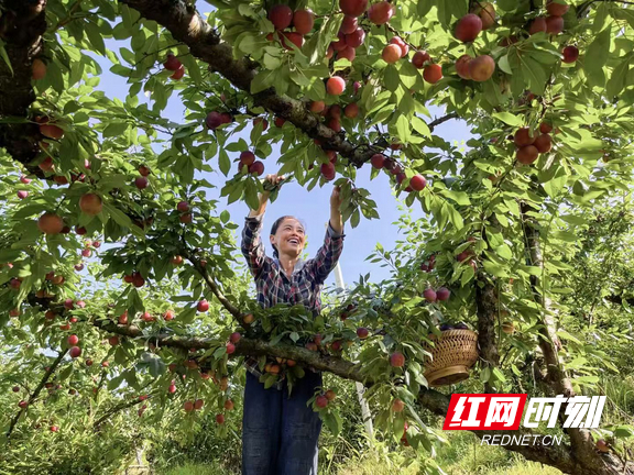 工人在果园采摘鲜果。