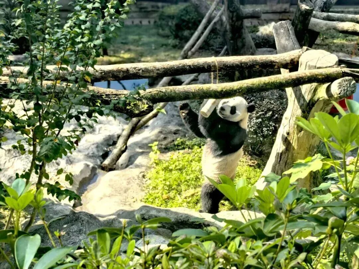 “宝妹”（温州爱称“楠楠”）