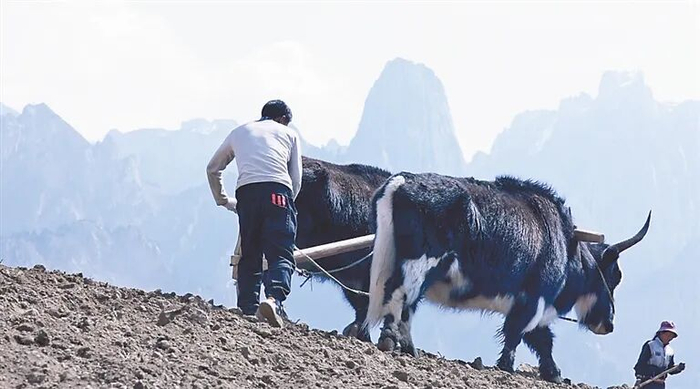 ▲甘肃迭部扎尕那农林牧复合系统，2017年入选全球重要农业文化遗产。　甘肃省迭部县融媒体中心供图