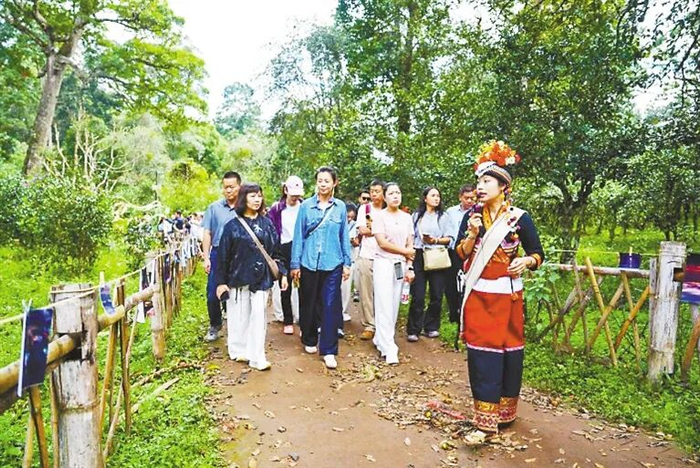 ▲工作人员在景迈山大平掌古茶园为游客讲解。新华社记者　陈欣波 摄