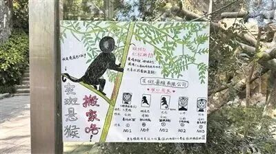 灰斑悬猴手绘科普牌