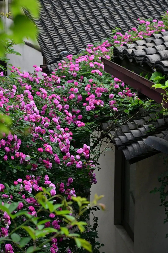 蔷薇 图片/春天在哪里