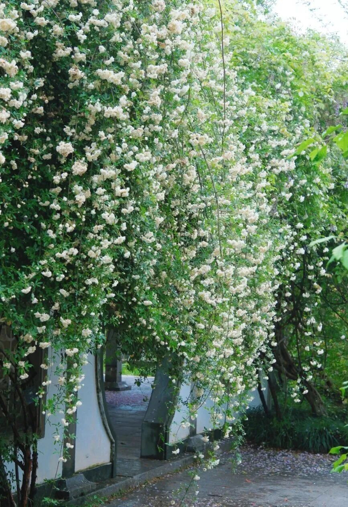 木香 图片/遗落的森林