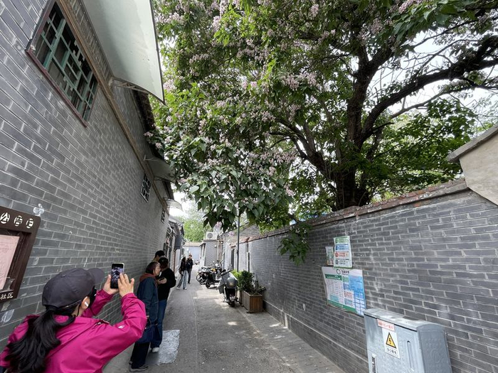 4月26日中午，恭俭胡同，游客们拍摄开花的楸树。新京报记者 吴婷婷 摄