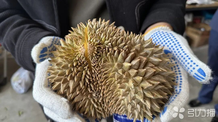 商户展示榴莲。苏报融媒记者 李想/摄