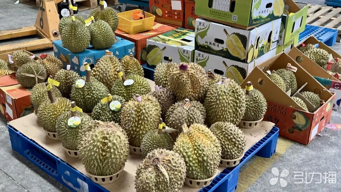 市场上的榴莲货源充足。苏报融媒记者 李想/摄