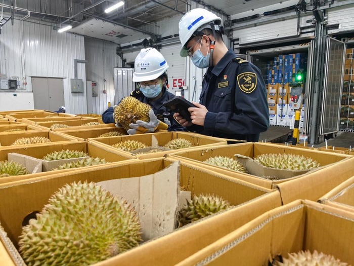 4月26日，南沙海关关员对进口鲜食榴莲进行监管查验。新华社发