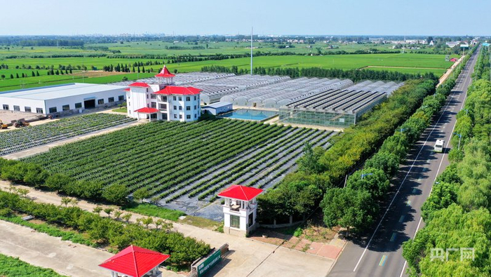 小岗蓝莓种植园（央广网发    邱传斌摄）