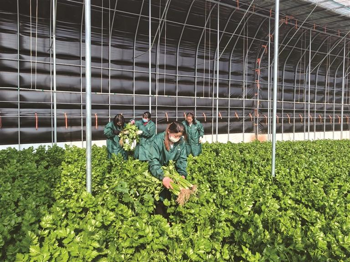 工人在洛南县生态农业放心菜示范园采收芹菜（资料照片）。 通讯员 毕波波 摄
