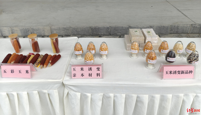 ▲玉米诱变育种成果