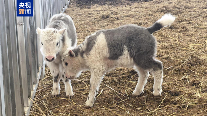 2026年3月出生的克隆牦牛