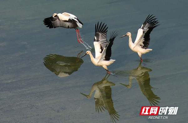 东方白鹳。资料图