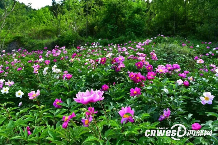 芍药谷景区